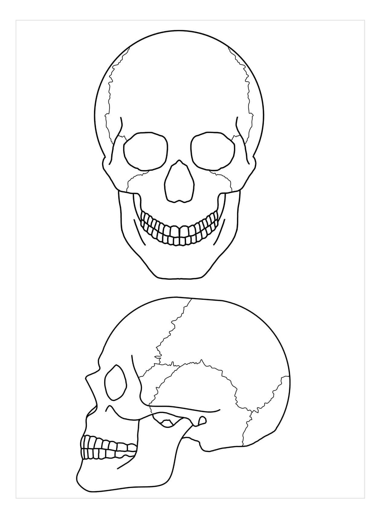 Anatomi Av To Skaller fargelegging