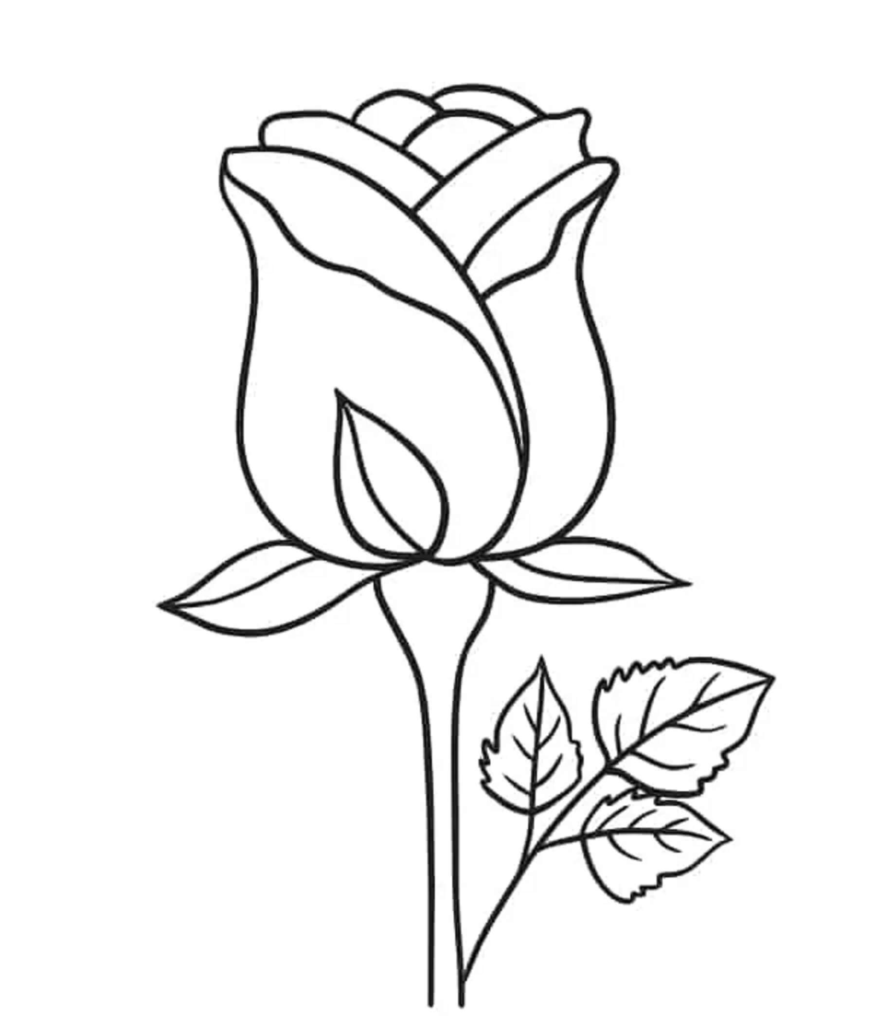 Grunnleggende Rose fargelegging