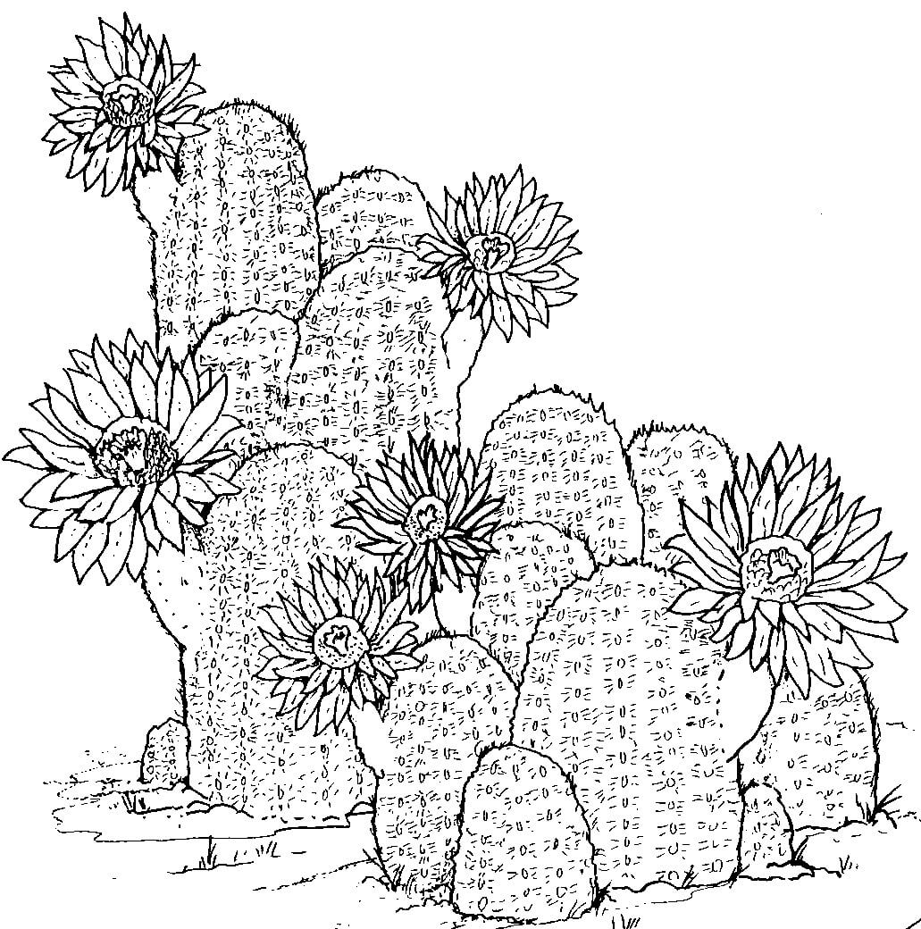 Håndtegning Av Kaktus fargeleggingsside