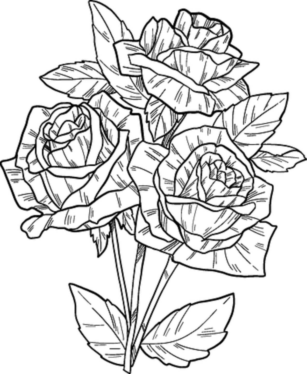 Håndtegning Rose fargelegging