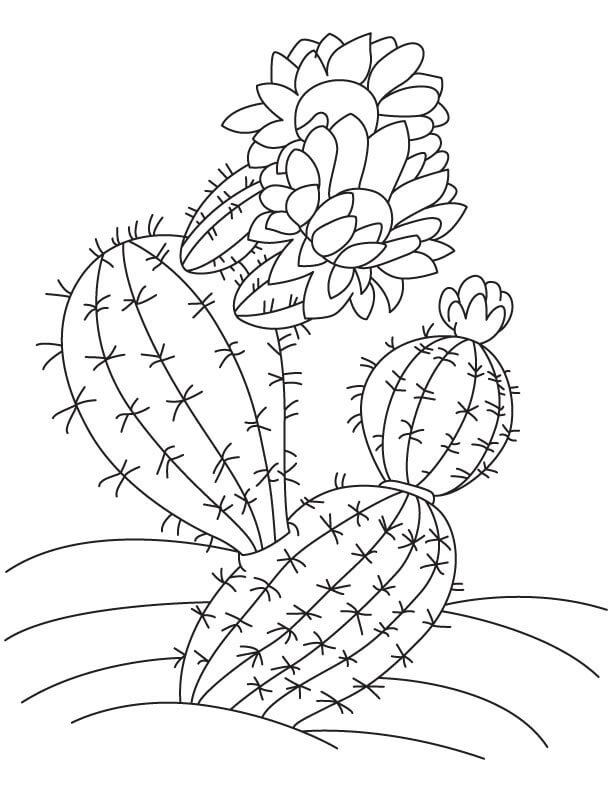 Kaktus Med Blomst fargelegging