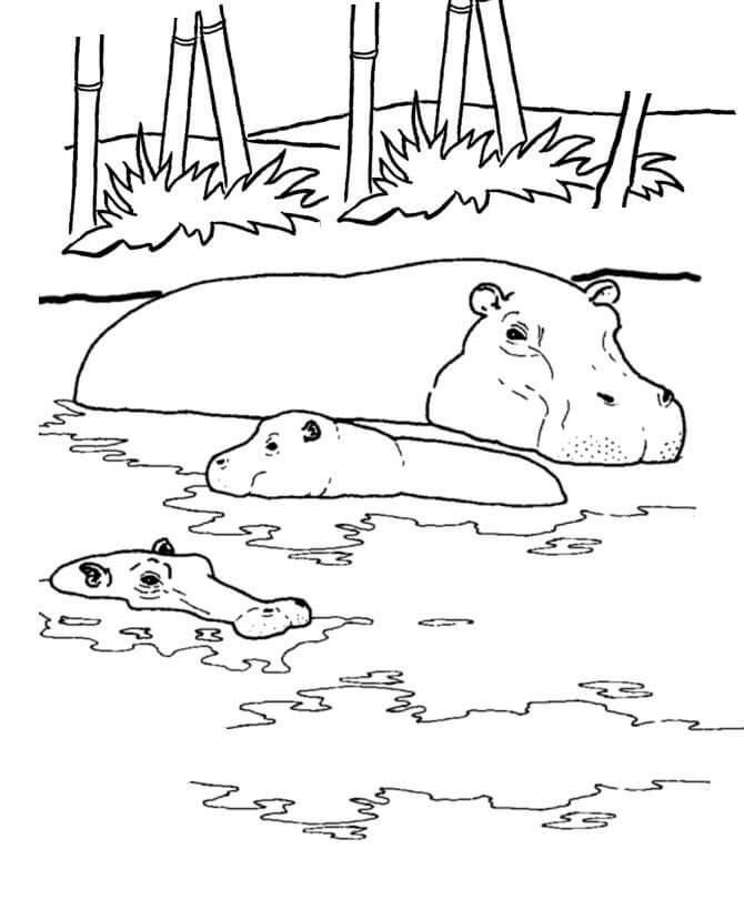 Tre flodhester svømmer fargelegging