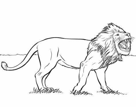 Angry Lion fargeleggingsside