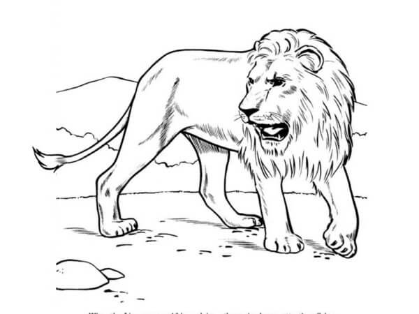 Fin Løve fargeleggingsside