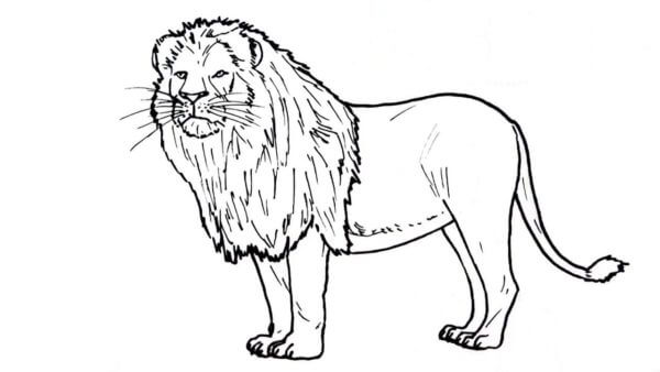 Kjempefin Løve fargeleggingsside