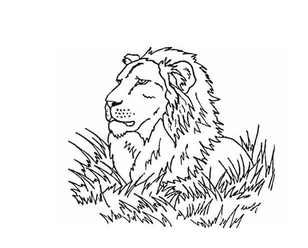 Lion Head fargeleggingsside