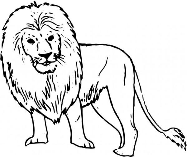 Tegning Løve fargeleggingsside