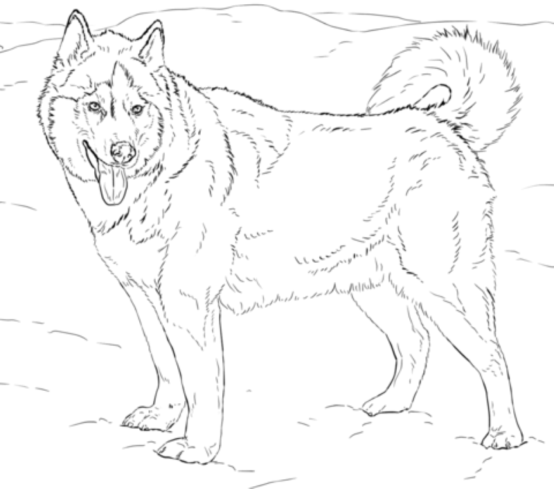 Alaskan Husky Tegninger Til Fargelegging Er Siberian Husky Rasen For Alaskan Husky Tegninger Til Fargelegging Er Siberian Husky Rasen For