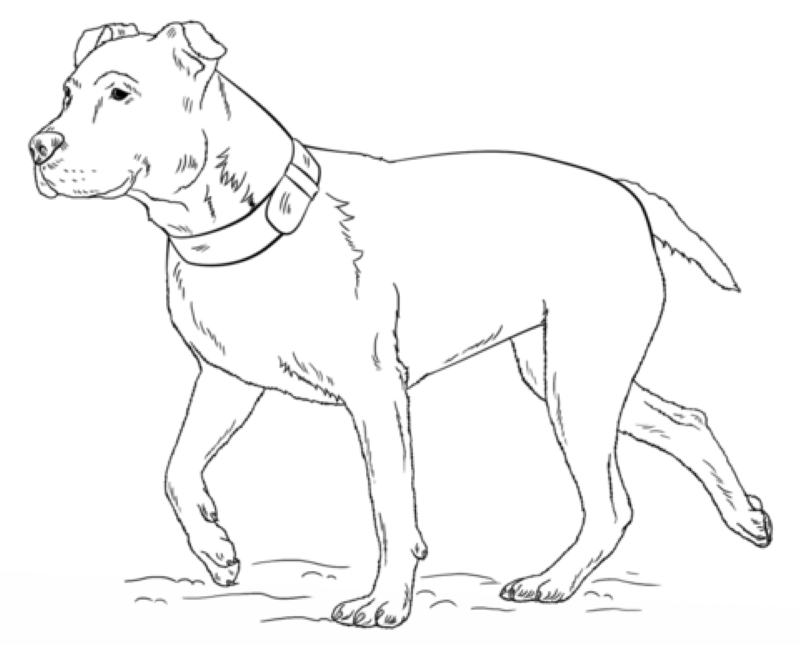 Amerikansk Pitbull Terrier fargeleggingsside