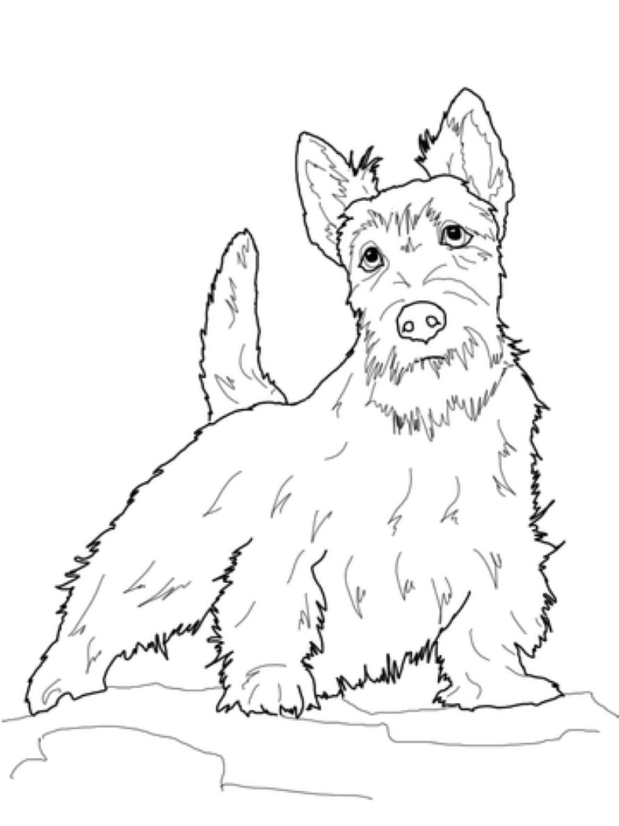 Scottish Terrier fargelegging