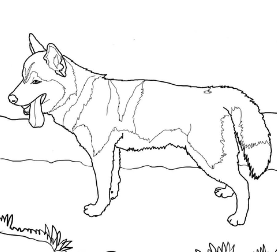 Sibirsk Huskyhund fargeleggingsside