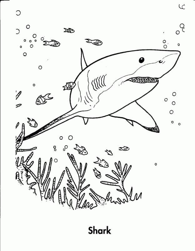 Grunnleggende Hai fargeleggingsside