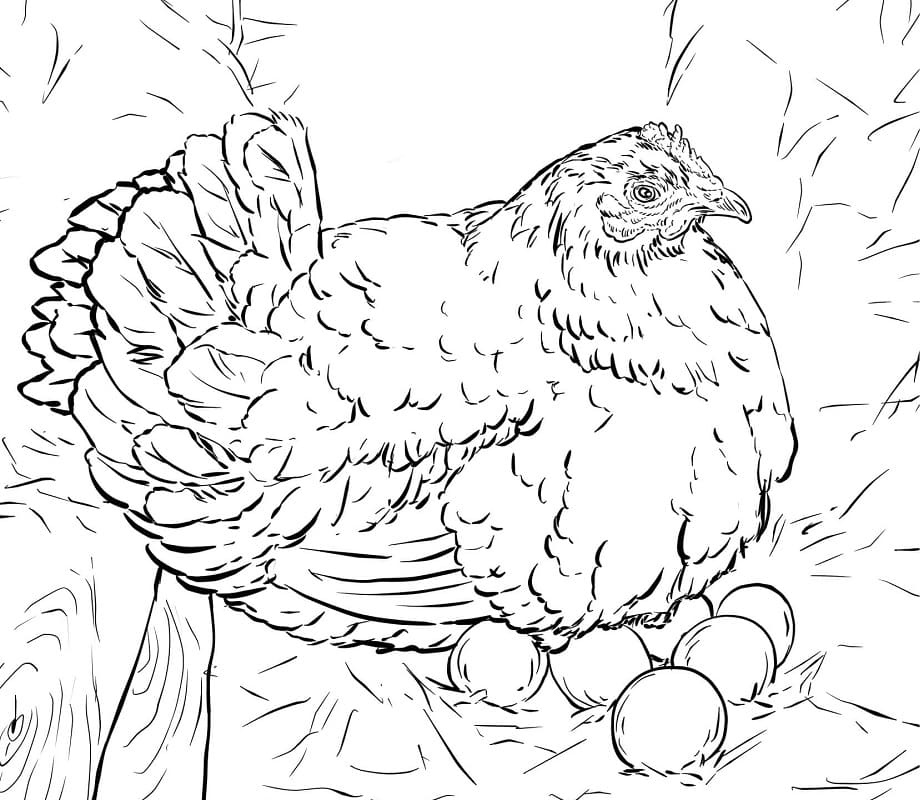 Høne Med Egg fargelegging