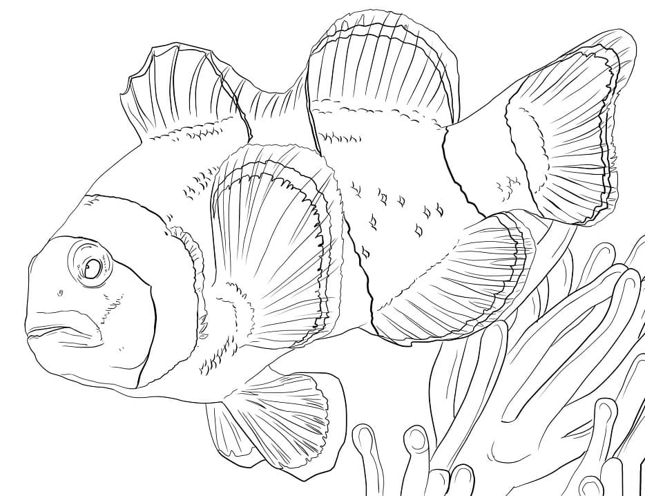 Sjøanemoner og klovnefisk fargeleggingsside