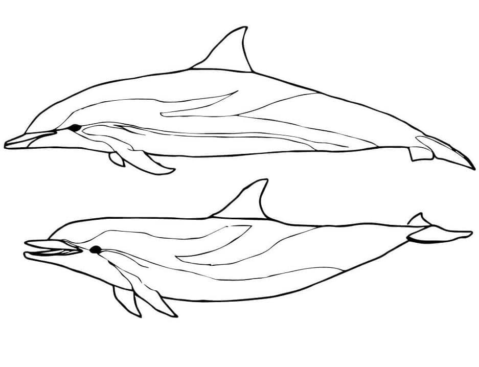 Stripete Delfiner fargeleggingsside