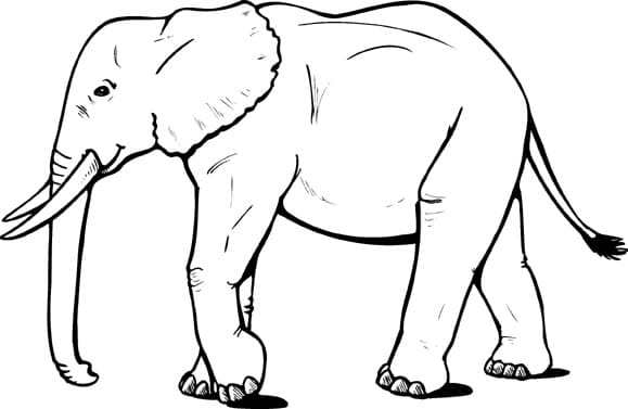 Enkel Tegning Elefant fargelegging