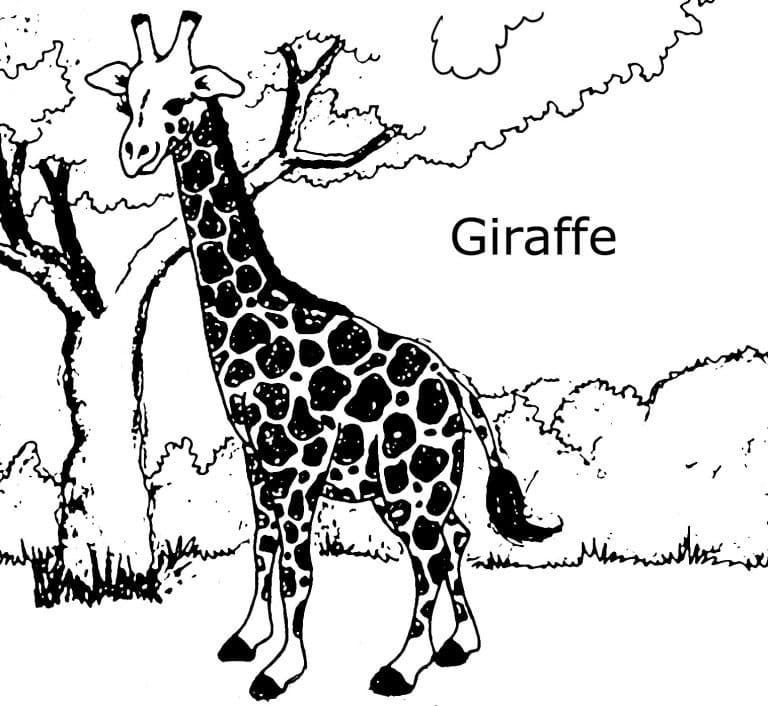Fantastisk Giraff fargelegging