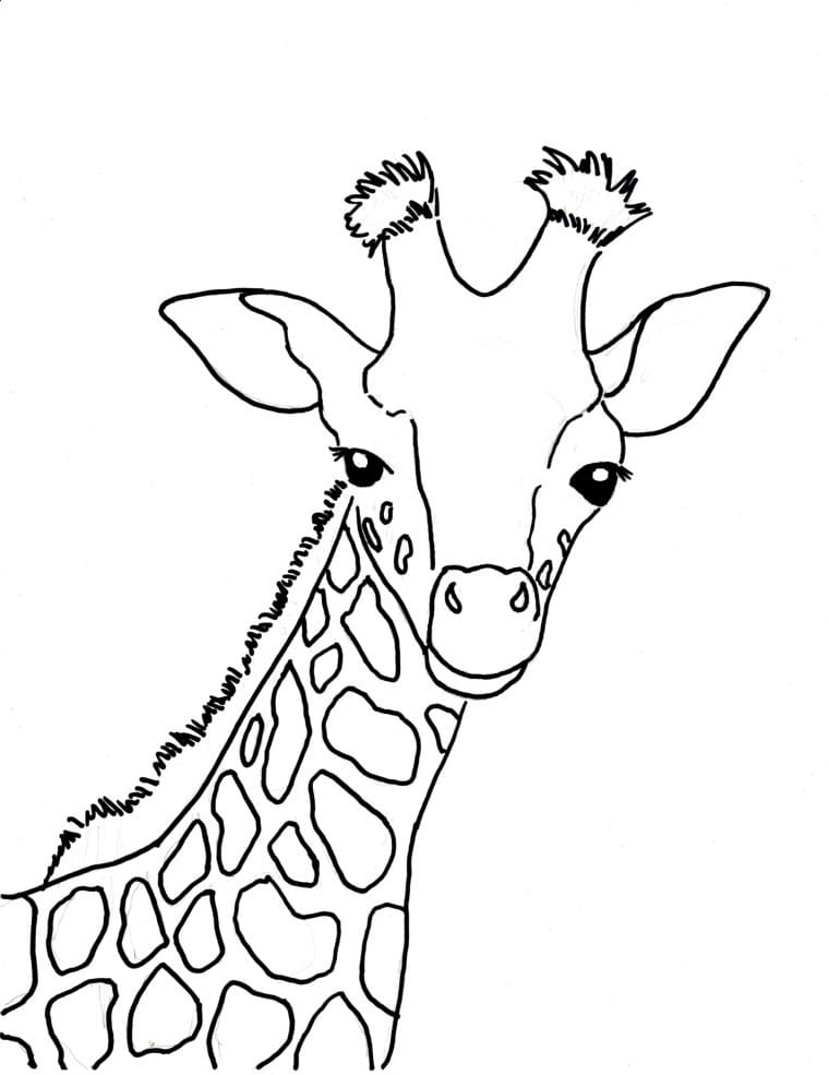 Giraffe Ansikt fargelegging