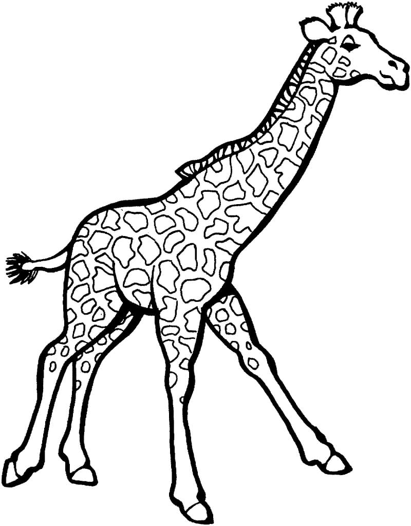 Giraffe Gange Er For Voksne fargelegging