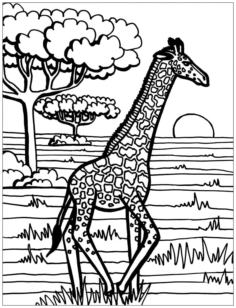 Giraffe i Villmarken fargelegging