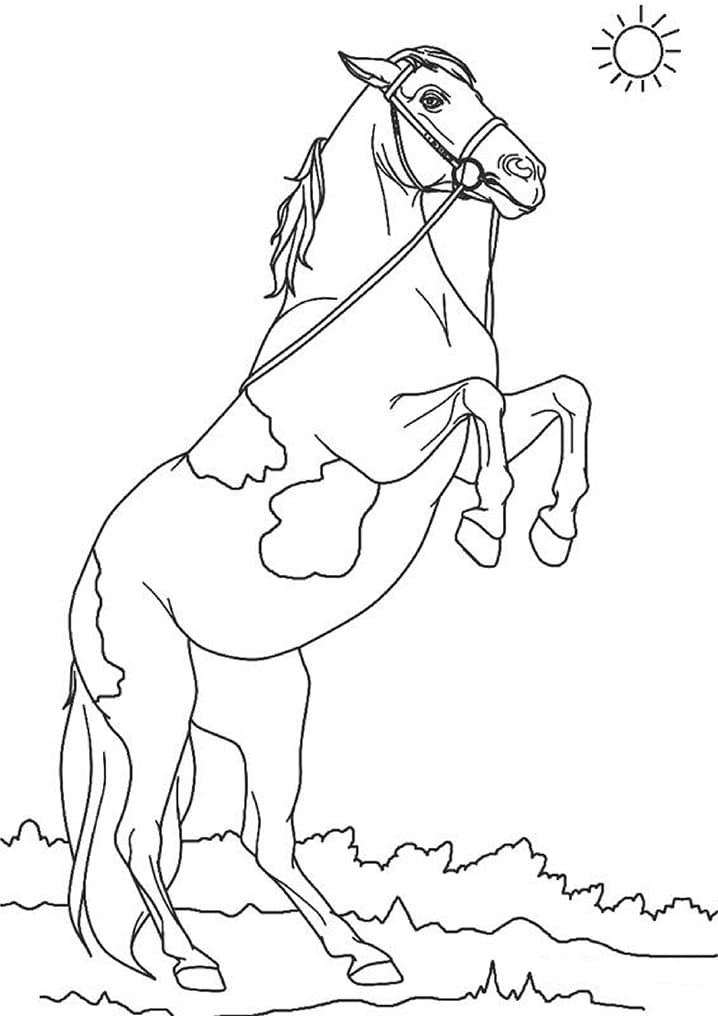 Kjempefin Hest fargelegging