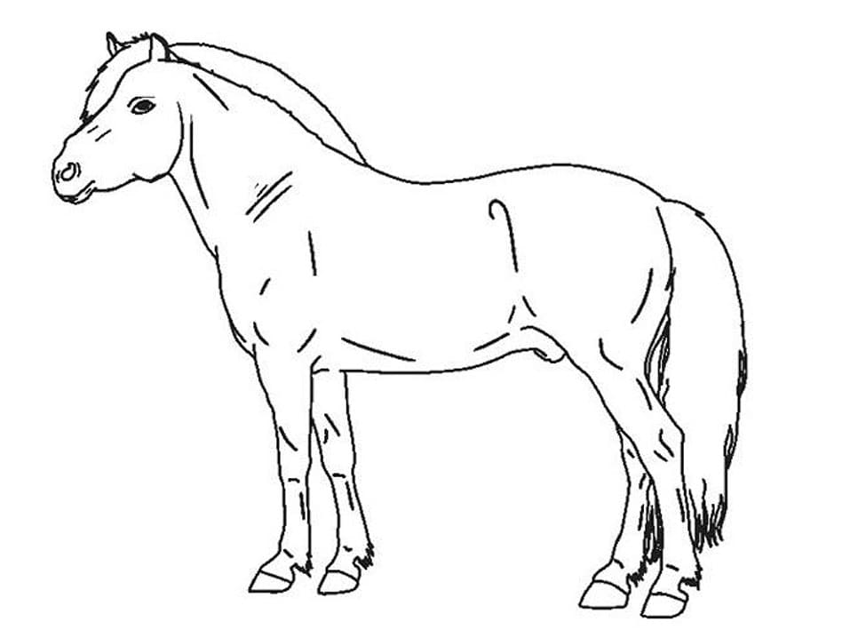 Vanlig Hest fargeleggingsside