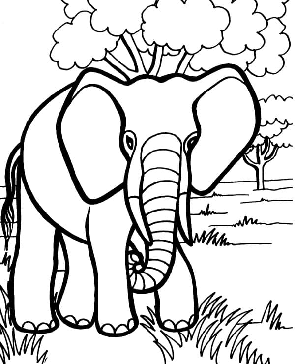 Vill Elefant fargelegging