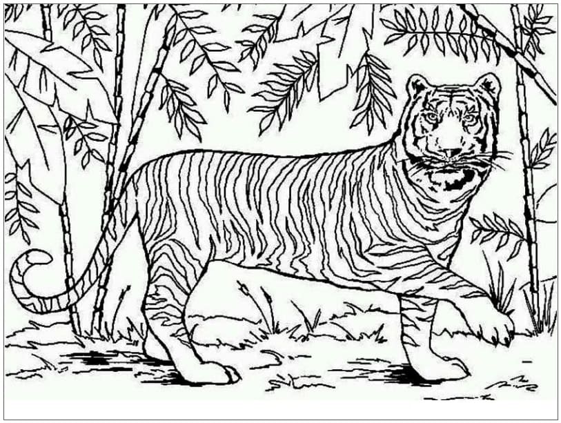 Asiatisk Tiger fargeleggingsside