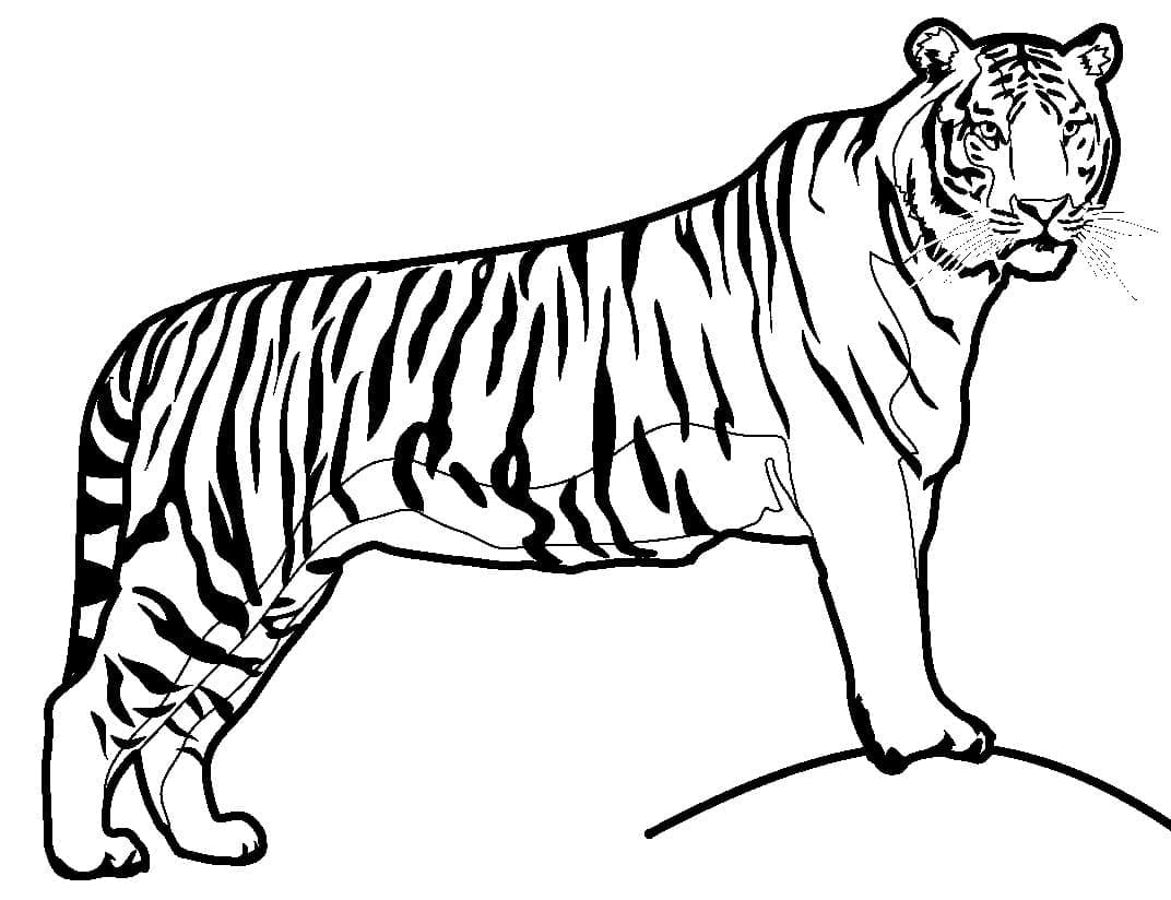 Enkel Tiger fargelegging