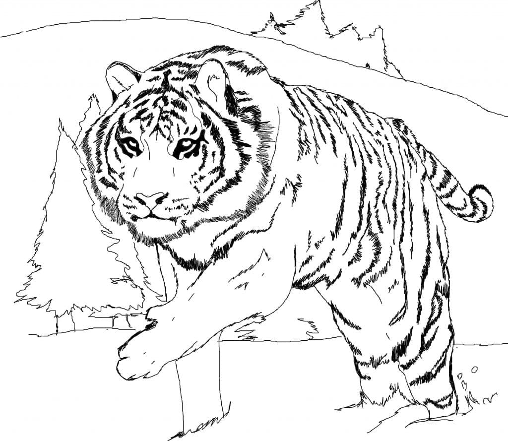 Hvit Tiger fargelegging