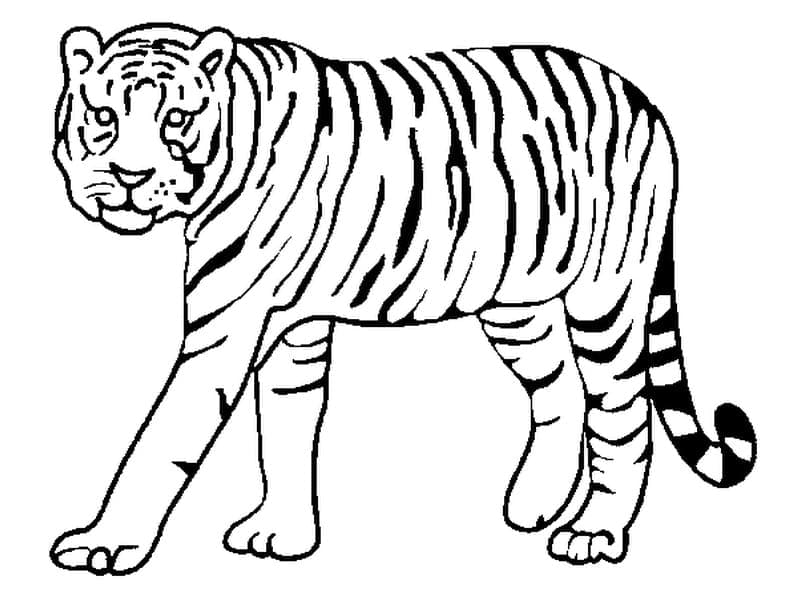 Perfekt Tiger fargeleggingsside