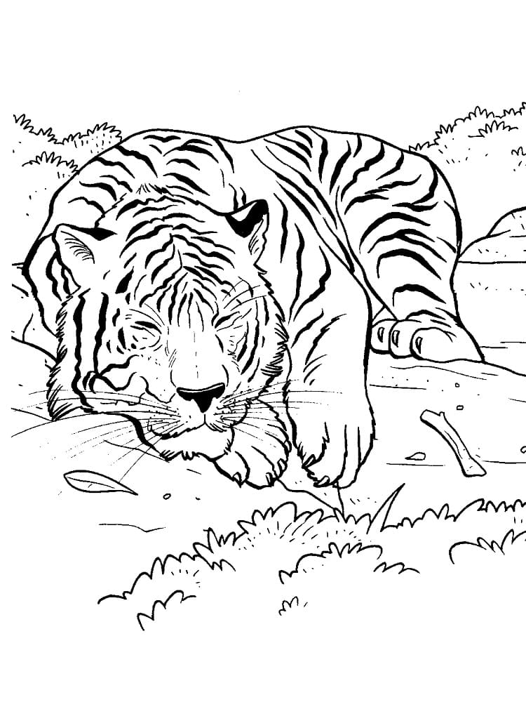 Søt Sovende Tiger fargelegging