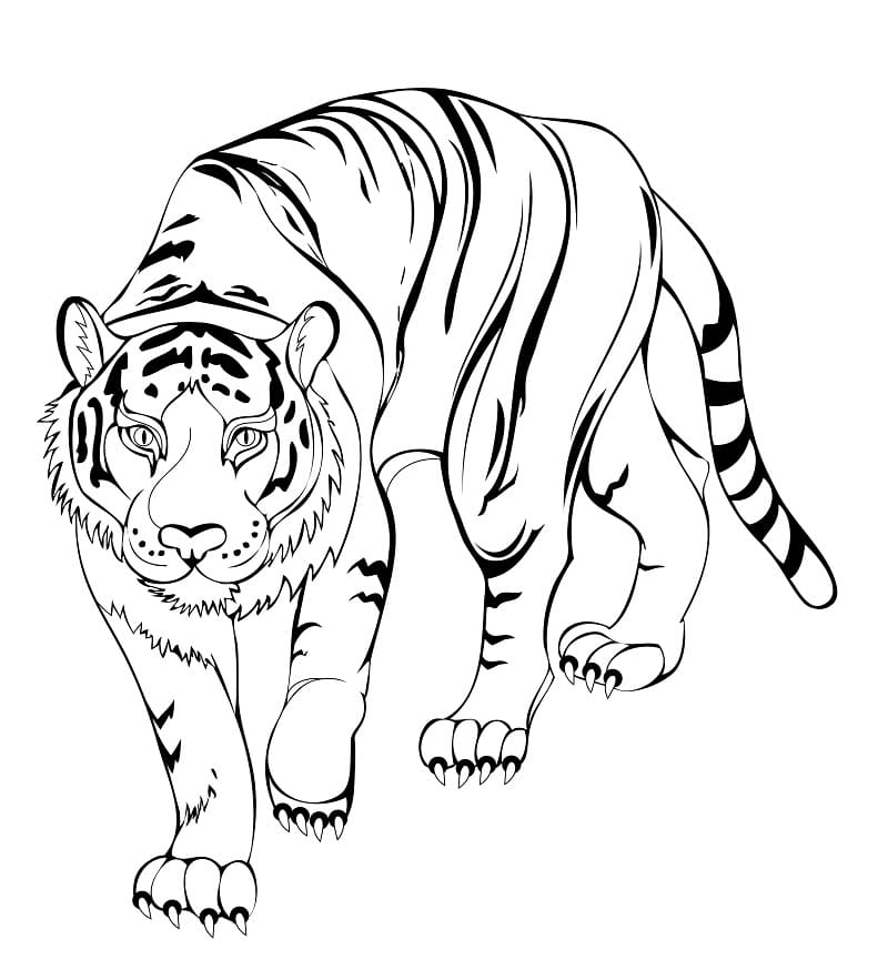 Stor Tiger Som Går fargelegging