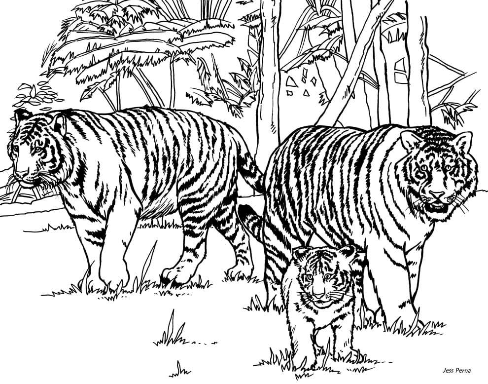 Tiger Familie fargelegging