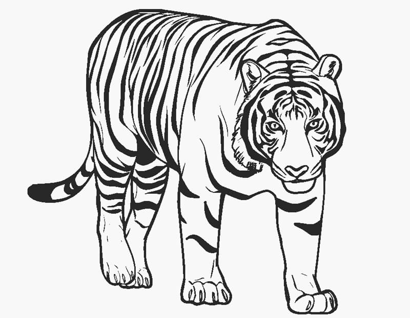 Tiger Går fargeleggingsside