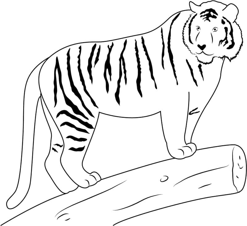 Tiger Gratis Bilder fargeleggingsside