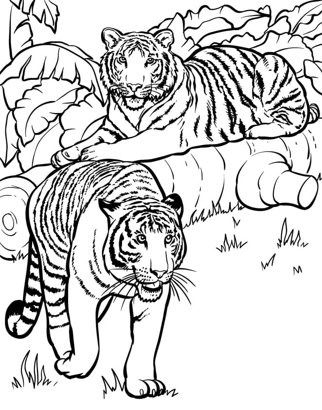 Tiger fargelegging