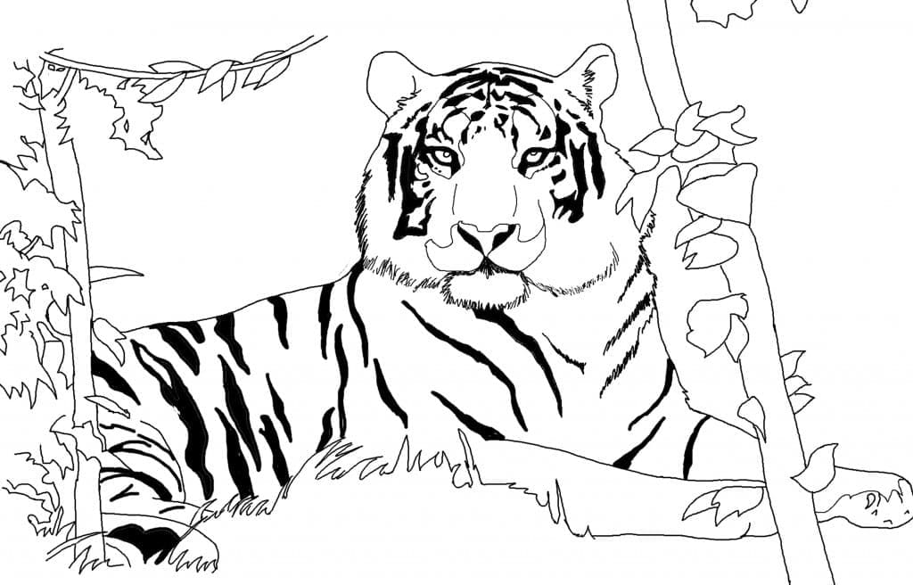 Vill Tiger Som Ligger Nede fargeleggingsside