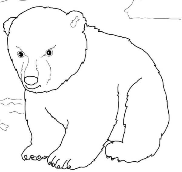 Baby Isbjørn fargeleggingsside