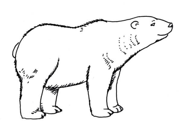 Bjørnen Luktet En Deilig Lukt fargeleggingsside