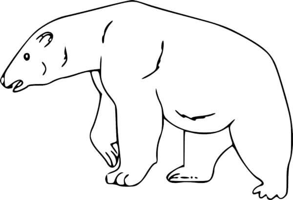 Enkel Isbjørn fargelegging