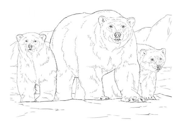 Familie Av Isbjørn fargelegging