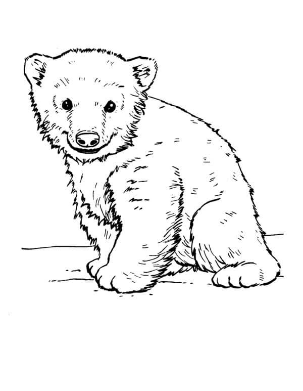 Grunnleggende Baby Isbjørn fargeleggingsside