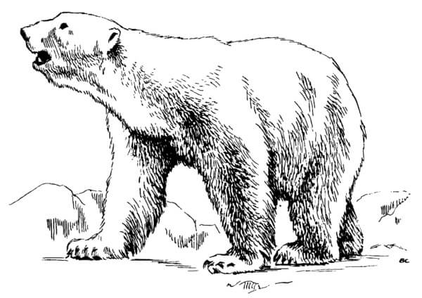 Isbjørn Brøl fargeleggingsside