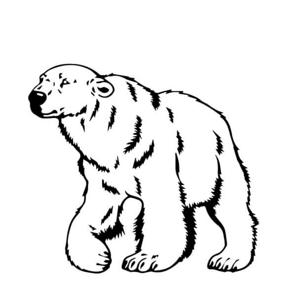 Isbjørn Går fargeleggingsside