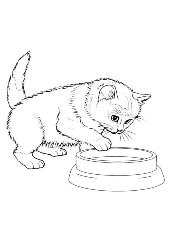 Katten Strekker Labben For En Bolle fargeleggingsside