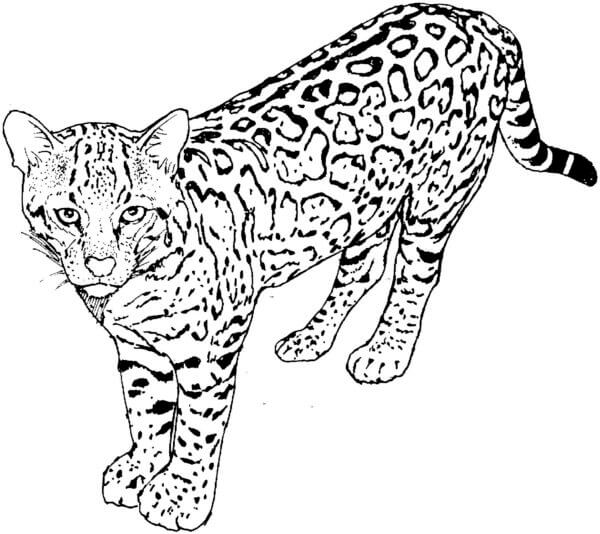Leopard Er Også En Katt fargeleggingsside