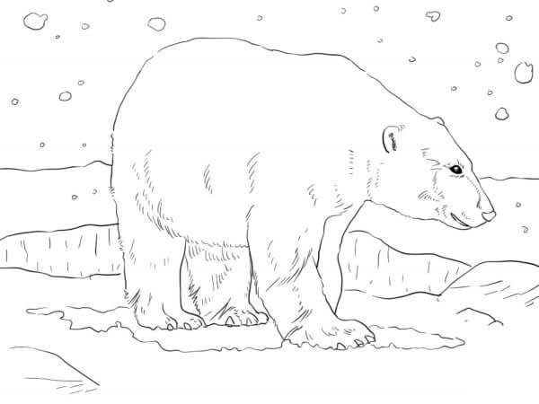 Mektig Isbjørn fargeleggingsside