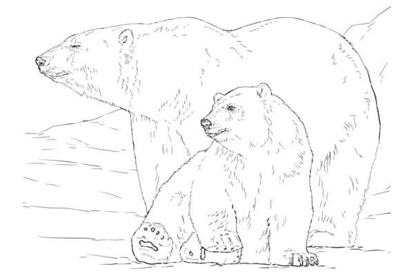 Søte Isbjørner fargeleggingsside