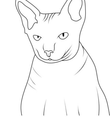 Sphynx Katt fargeleggingsside